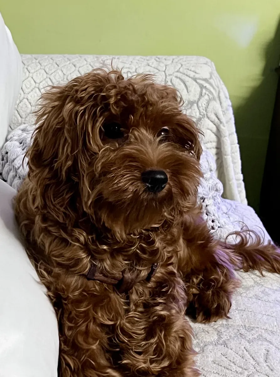 Poodle that deserves more attention than we can give