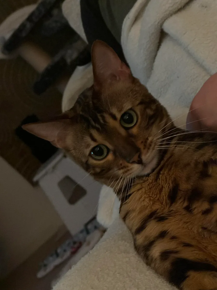 Bengal cat raised indoors available