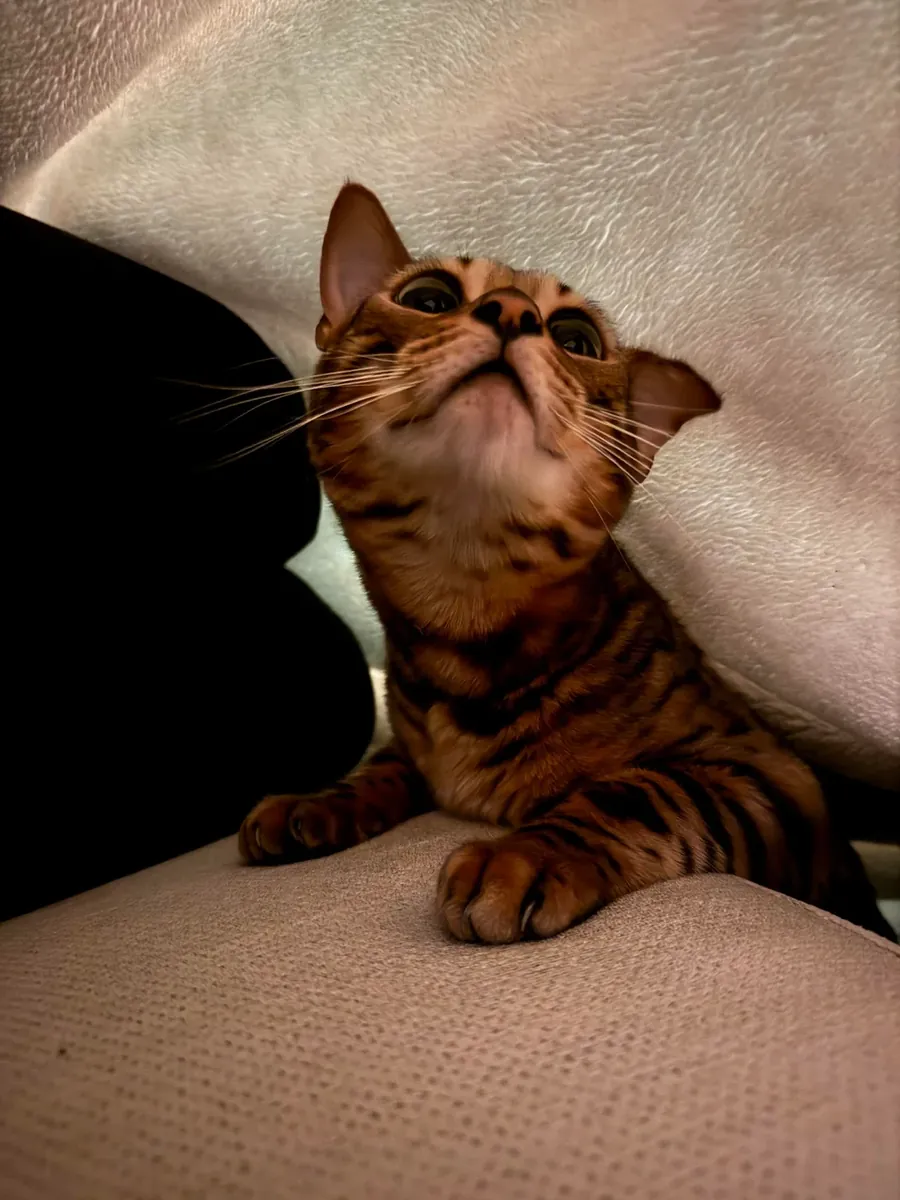 Bengal cat raised indoors available