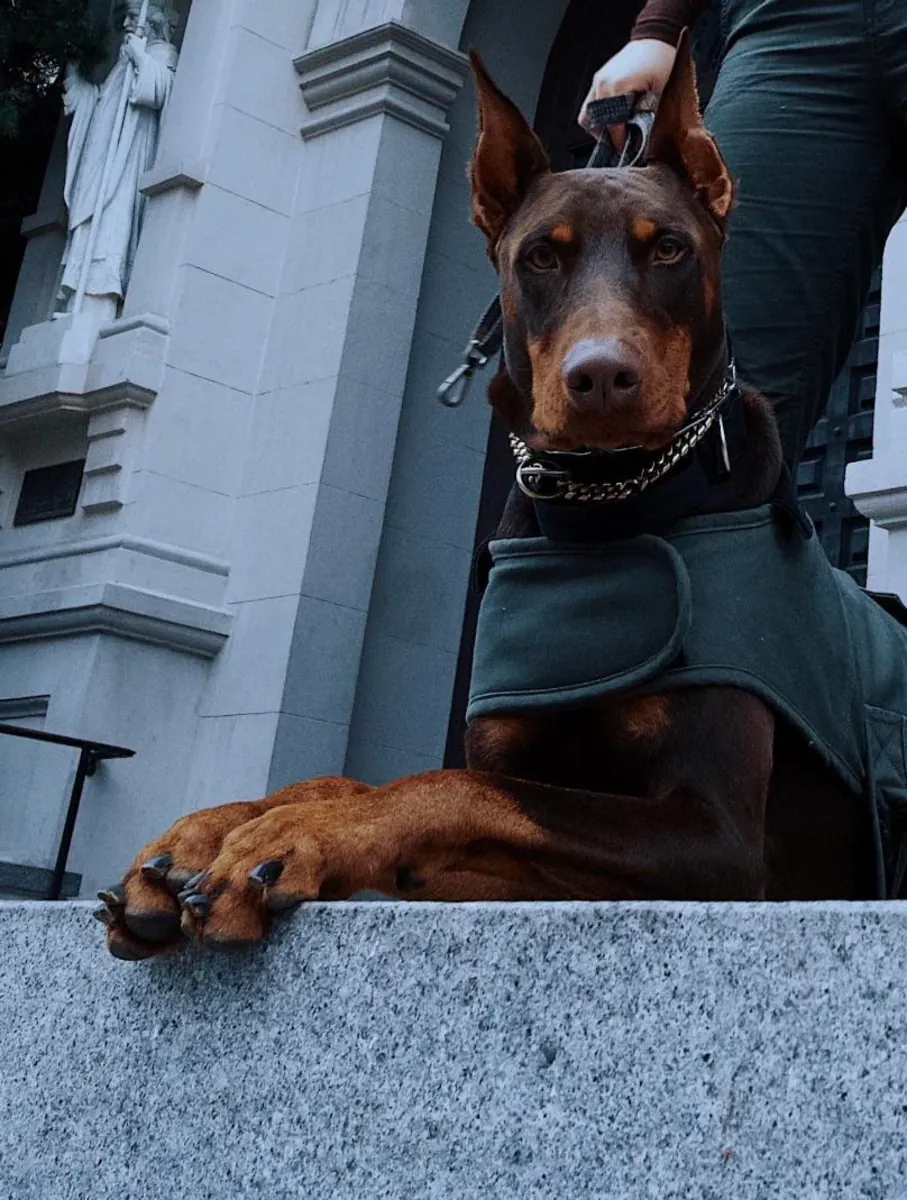 Doberman raised with daily routines