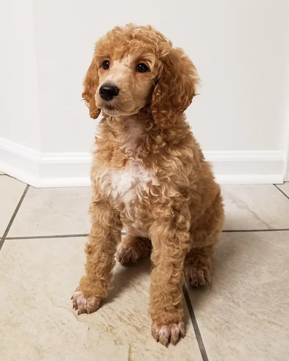 Buscando una nueva familia para este poodle