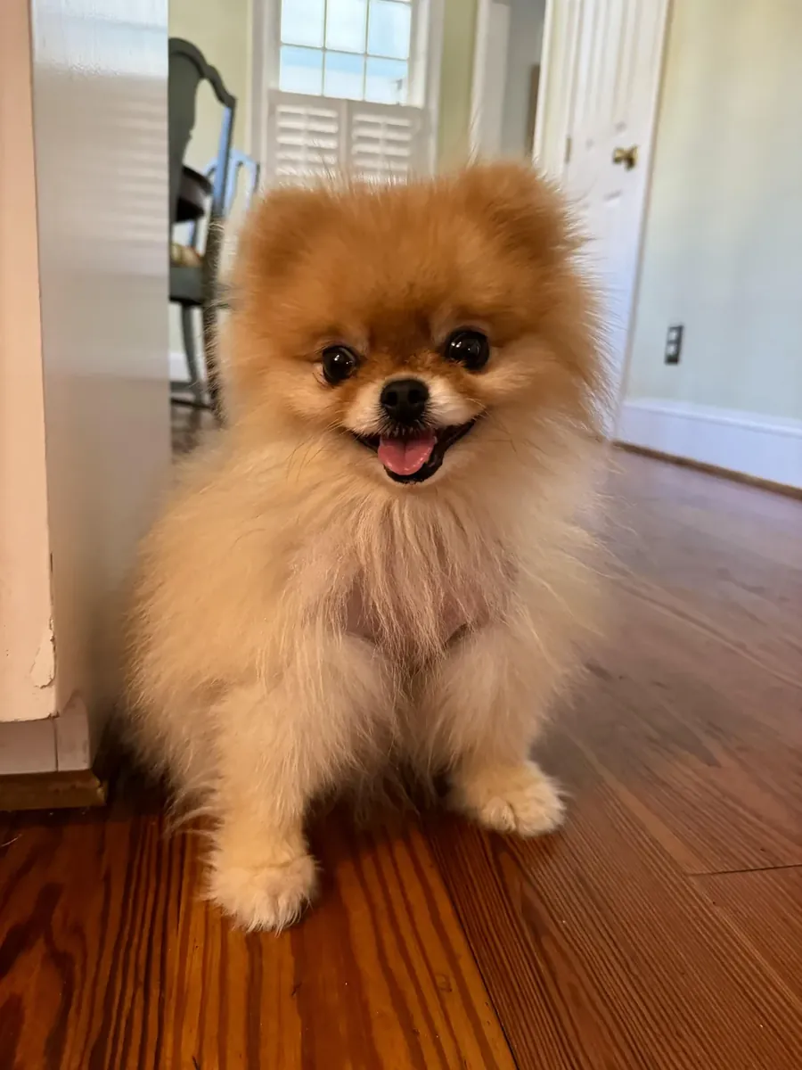 Pequeño pomeranian buscando hogar