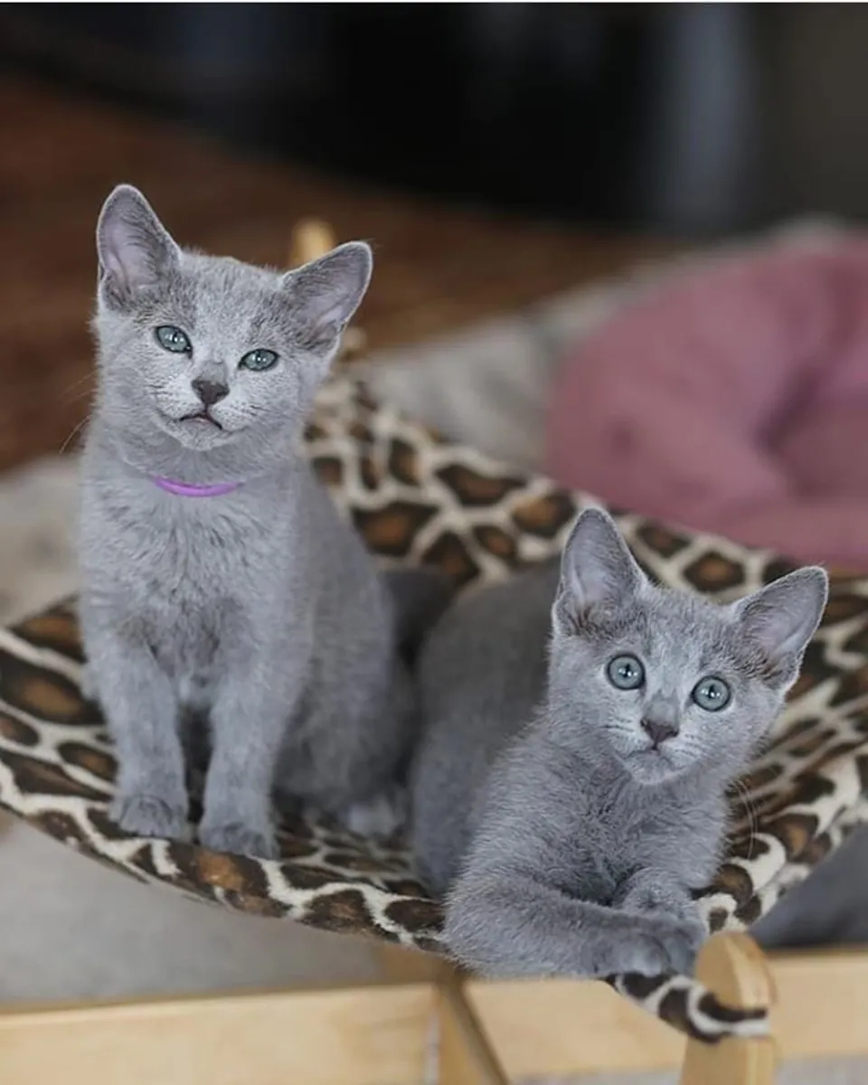 Sevimli Russian Blue Yavru Kedi Sevgi Dolu Bir Yuva İçin Hazır | WhatsApp: +34 632 000 221