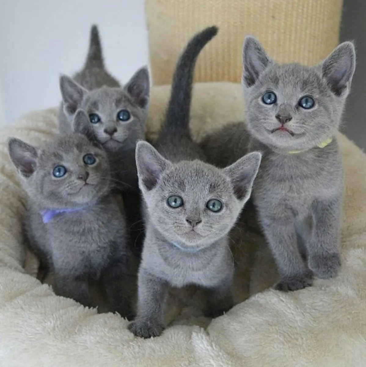  Encantador Gatito Russian Blue Busca una Familia Especial 🐱✨ | WhatsApp: +34 632 000 221