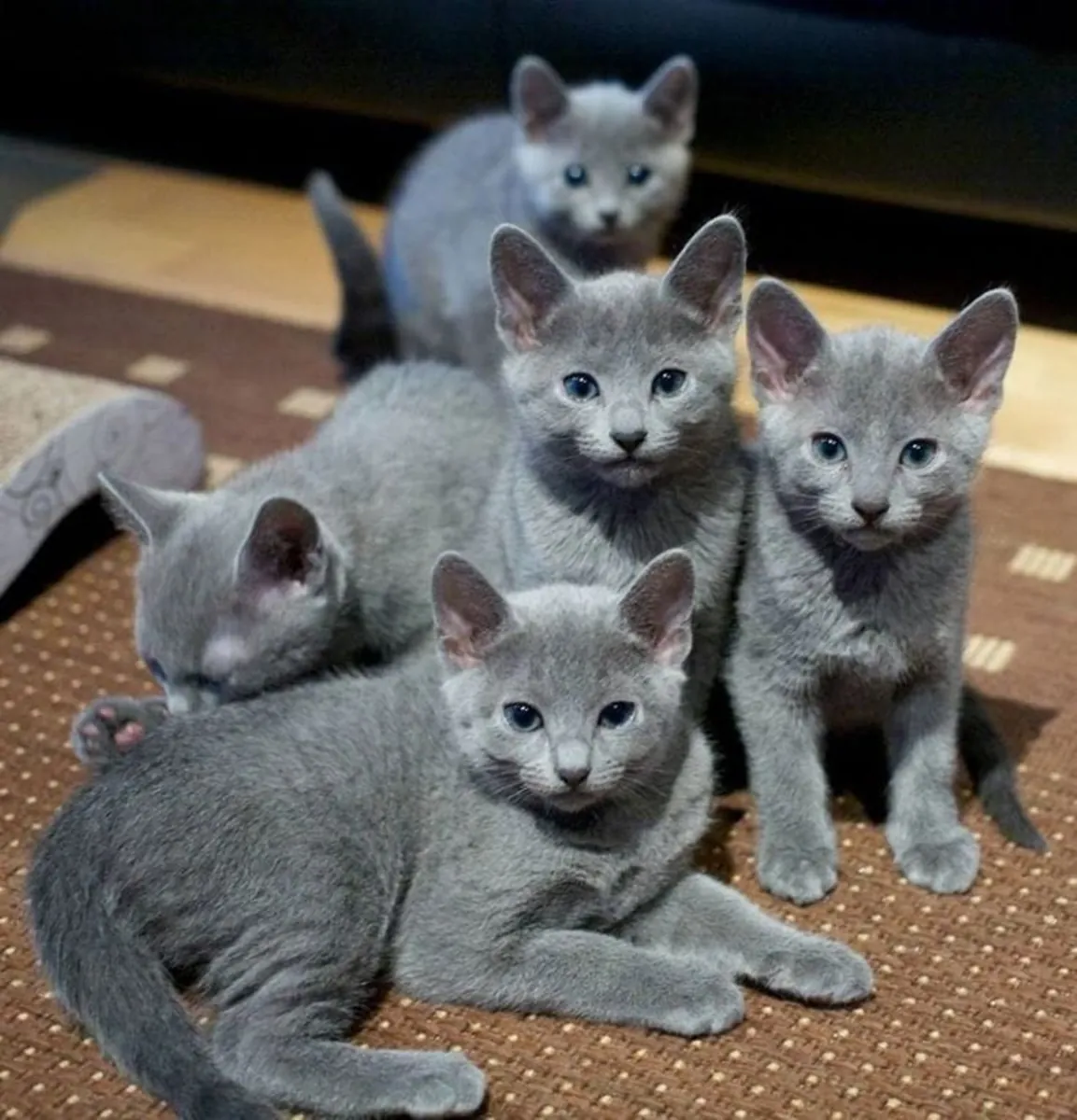 Hermoso Gatito Russian Blue Disponible para un Hogar Cariñoso 🐱💙 | WhatsApp: +34 632 000 221