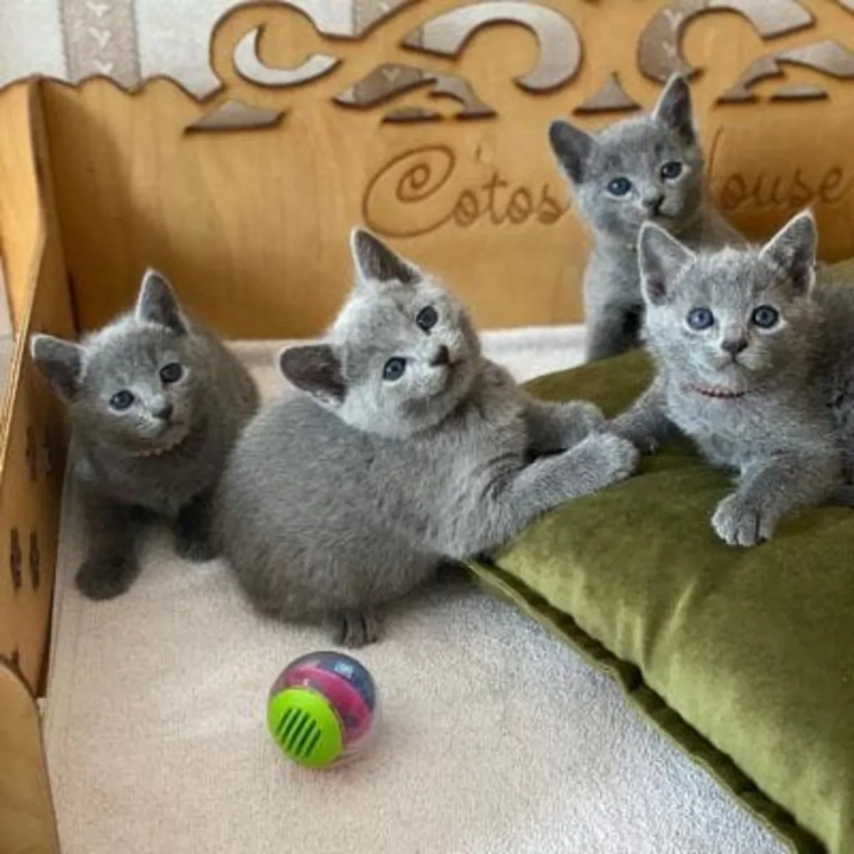 Sevimli Russian Blue Yavru Kedi Yeni Ailesini Bekliyor