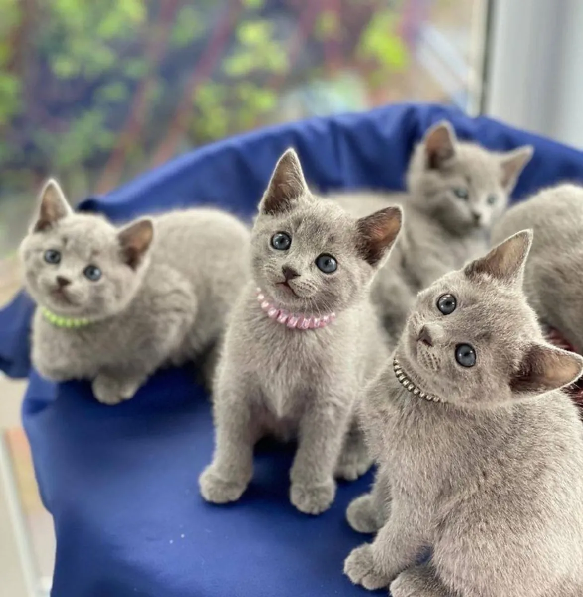 Büyüleyici Bakışlı Rus Mavisi Kedi Bir Yuva Arıyor