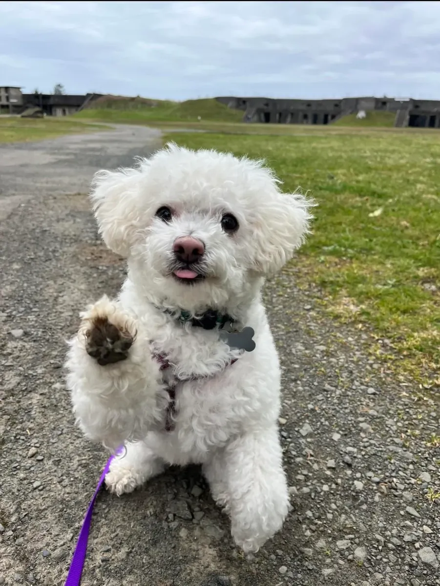 Caniche cherchant un foyer plus présent
