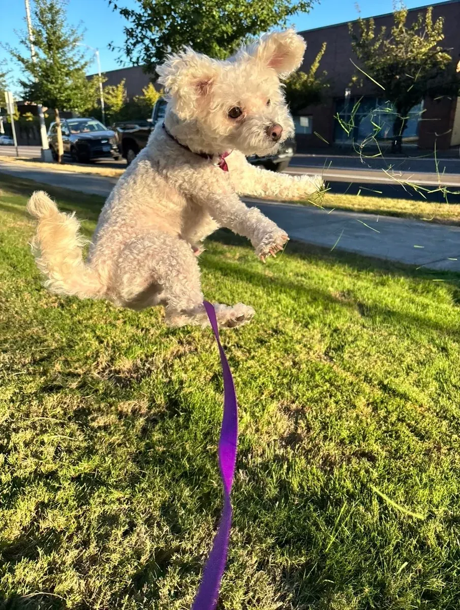 Caniche cherchant un foyer plus présent