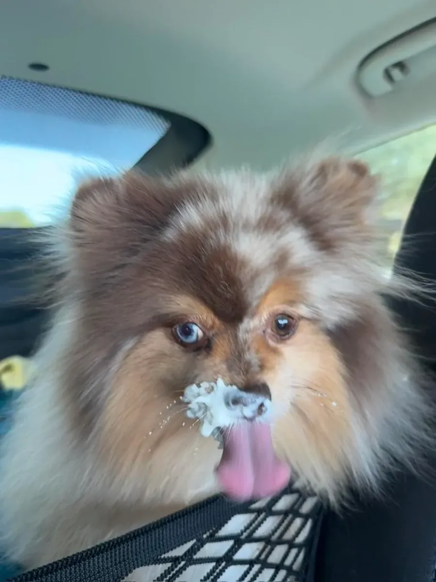 Spitz nain habitué à la vie en appartement