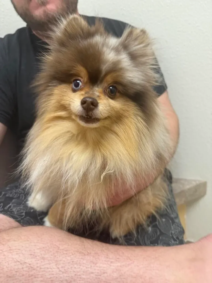 Spitz nain habitué à la vie en appartement