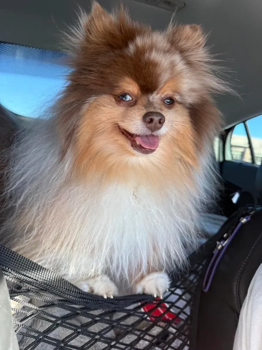 Spitz nain habitué à la vie en appartement