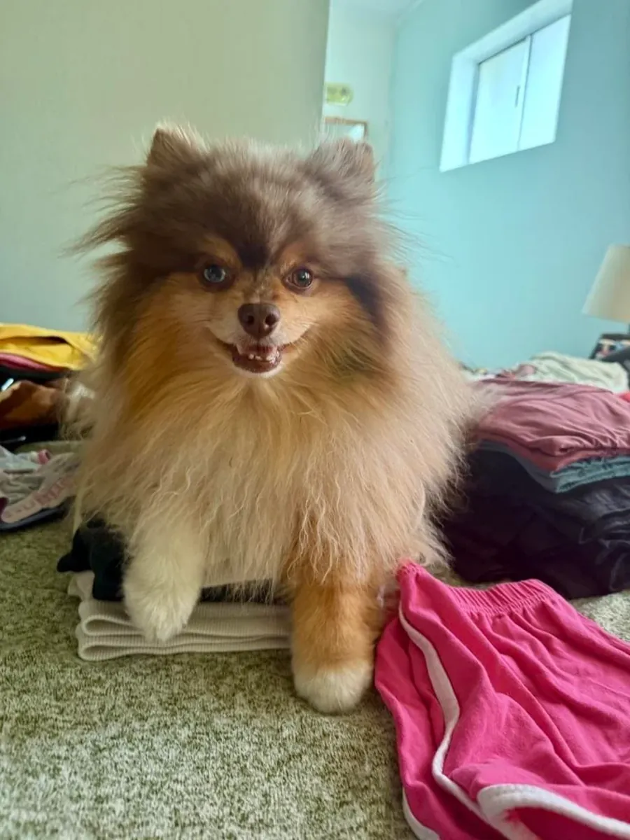 Spitz nain habitué à la vie en appartement