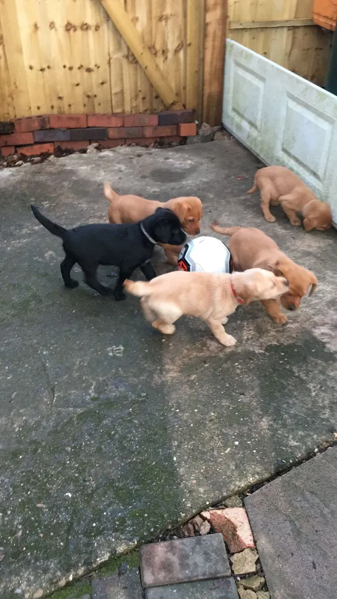 Encantador Cachorro Labrador Busca una Familia para Siempre 🐾🐶 | WhatsApp: +34 632 000 221