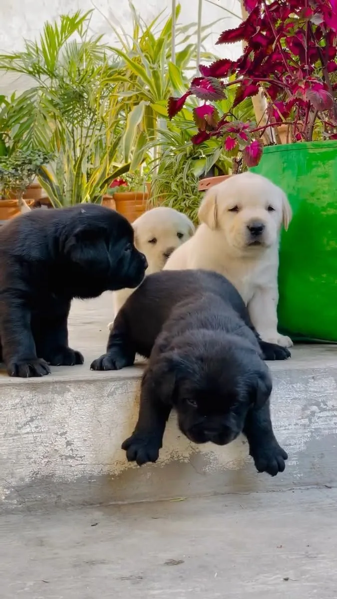 Hermoso Cachorro Labrador Disponible para un Hogar Cariñoso 🐶🏡 | WhatsApp: +34 632 000 221