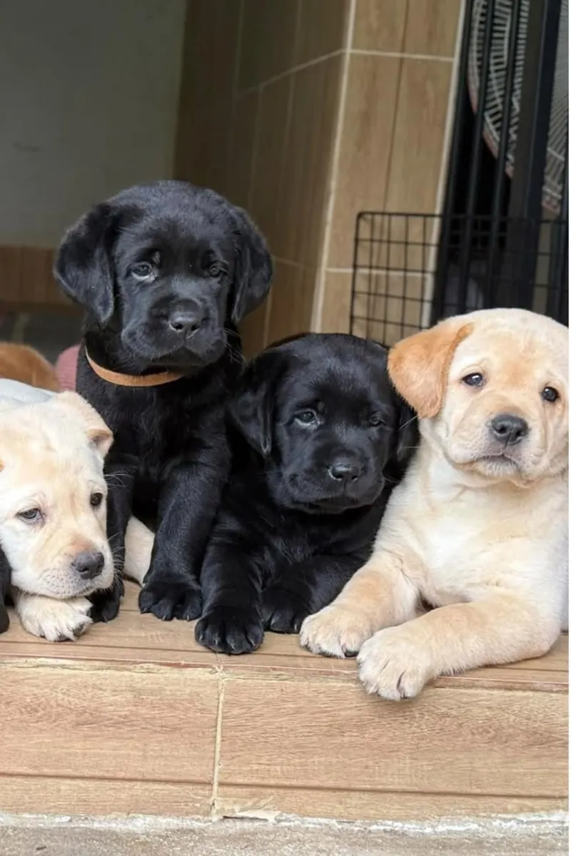 Chiot Labrador au Caractère Doux Cherche un Foyer