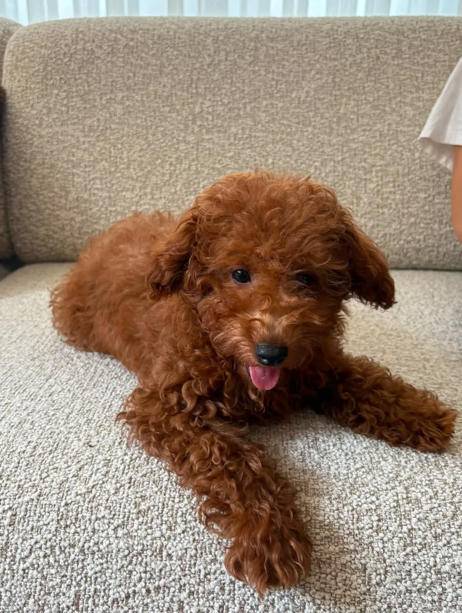 5 Month Old Male Poodle