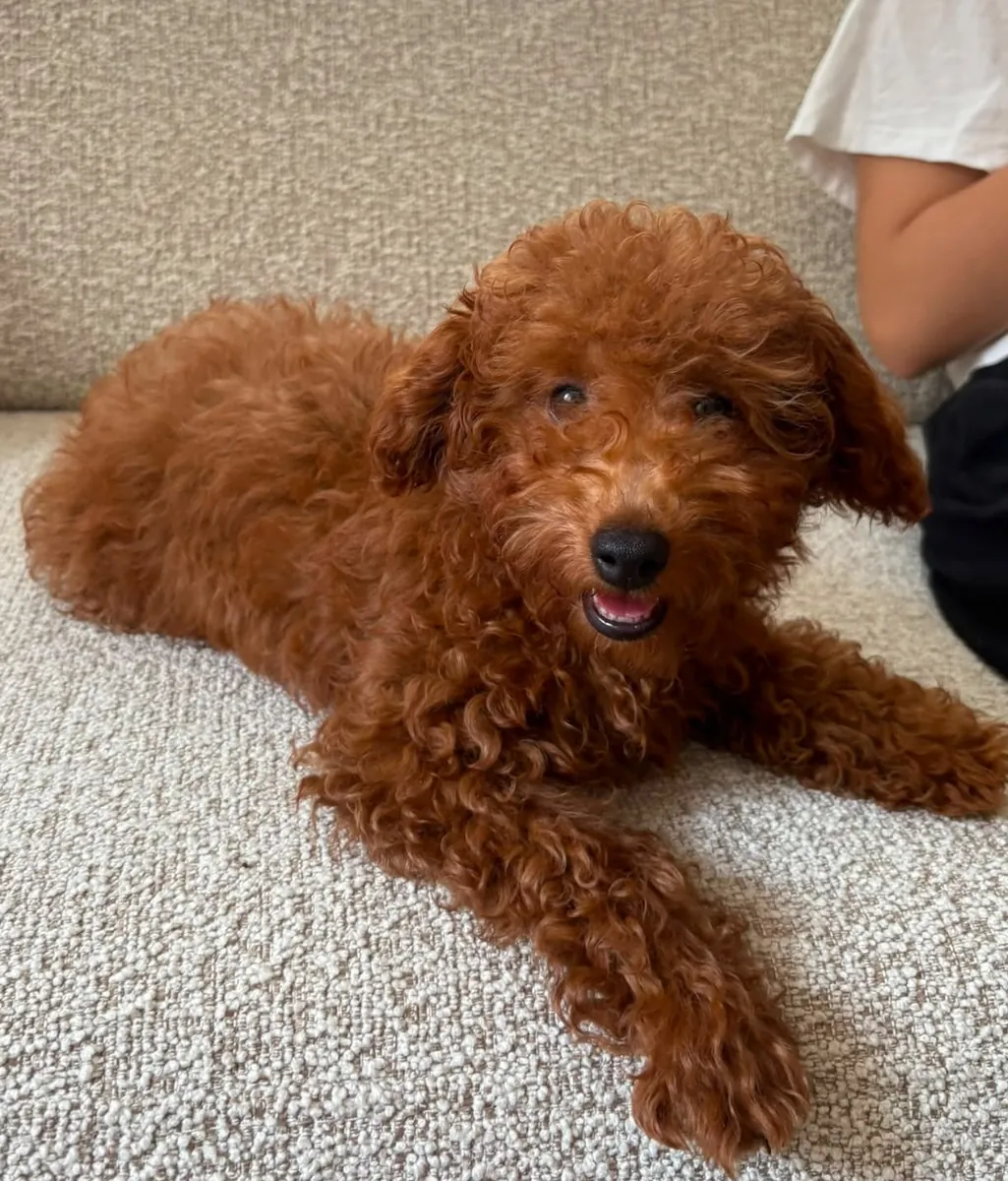 5 Month Old Male Poodle