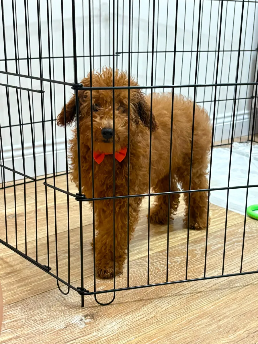 5 Month Old Male Poodle