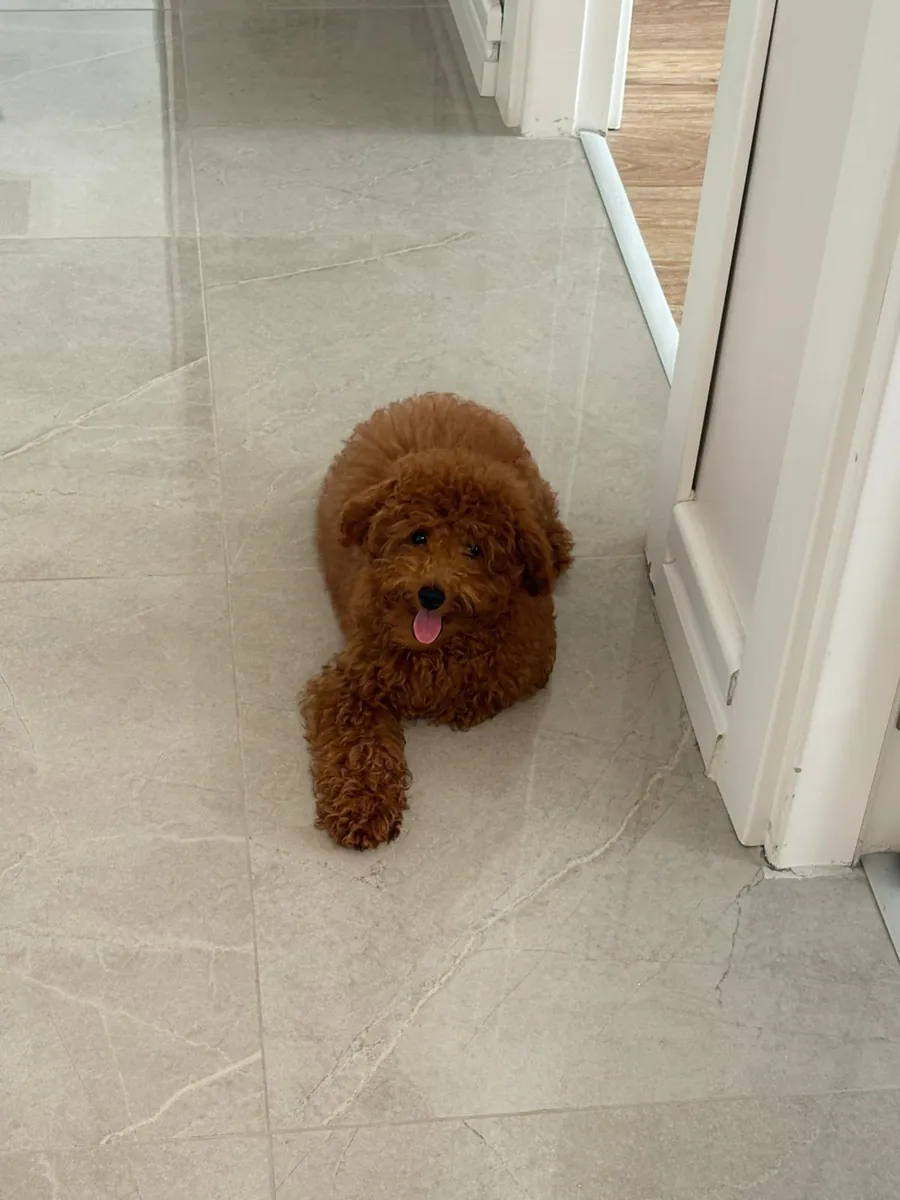5 Buçuk Aylık Erkek Poodle