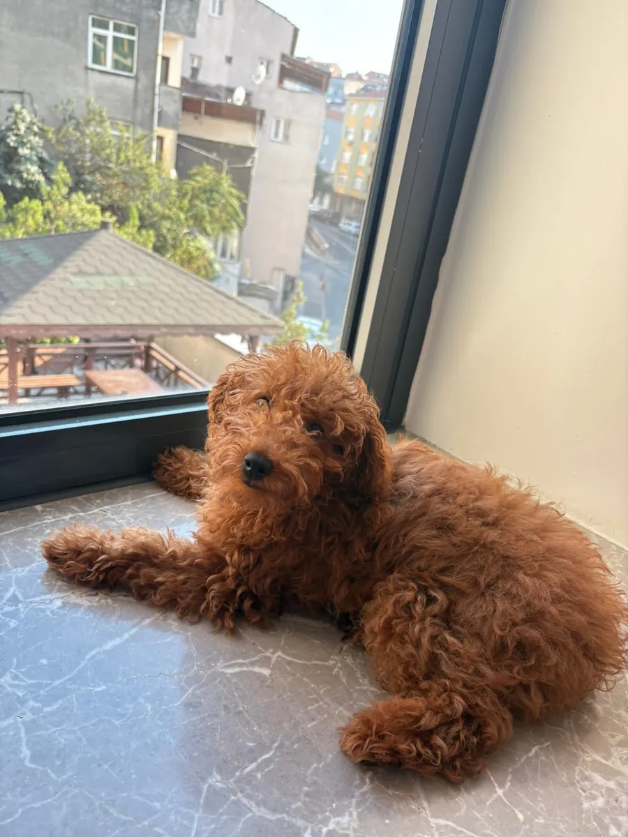 5 Buçuk Aylık Erkek Poodle