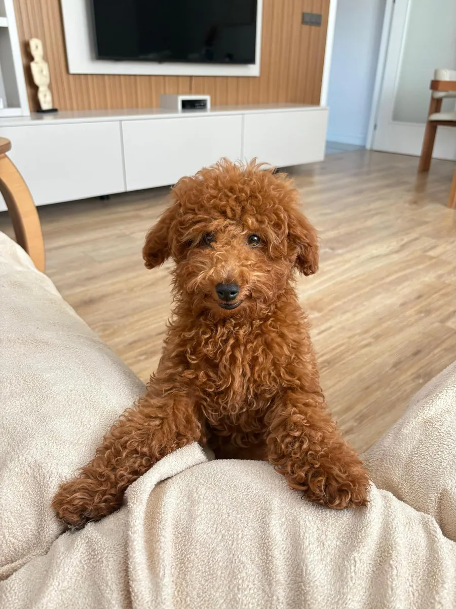 5 Buçuk Aylık Erkek Poodle