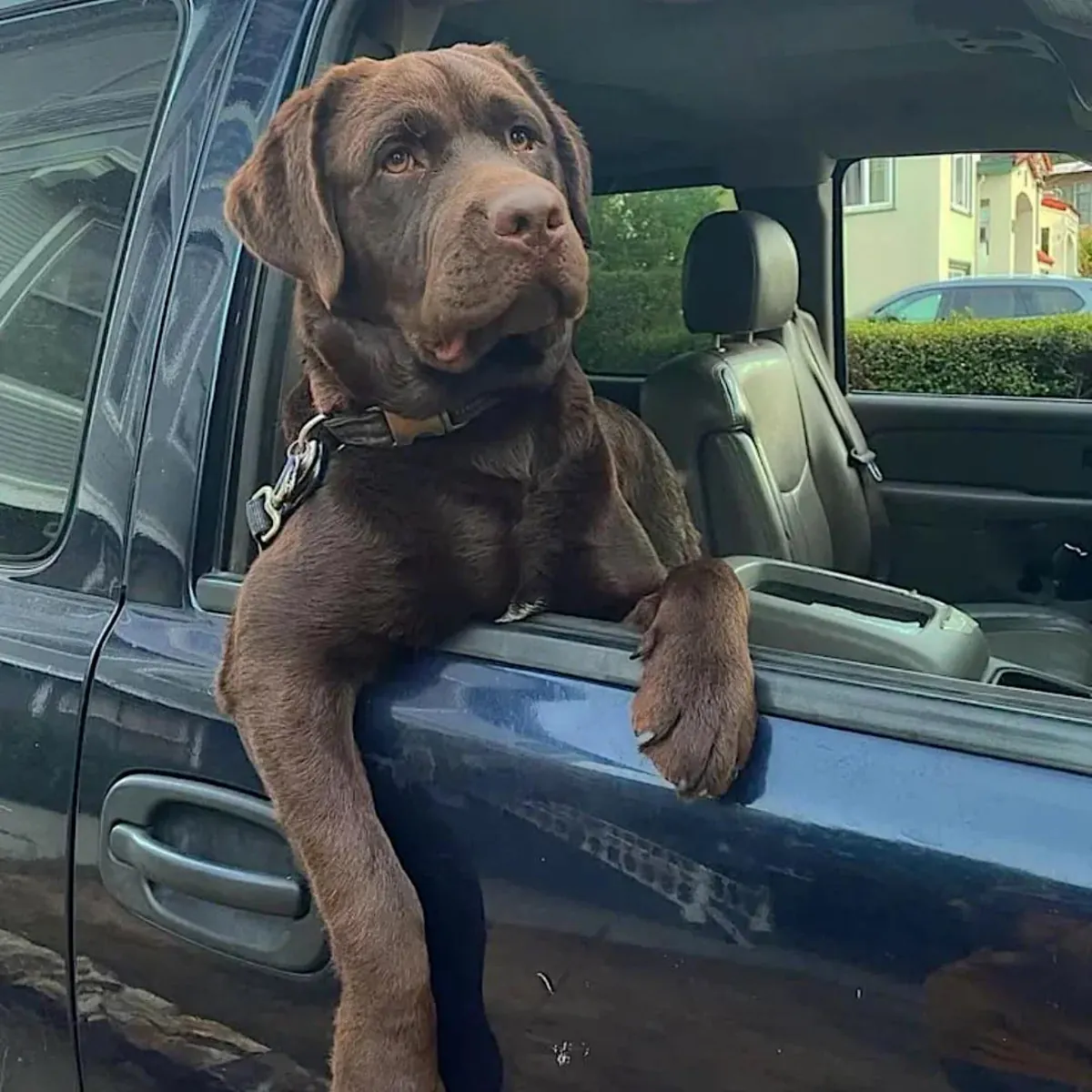 Лабрадор ищет новый дом