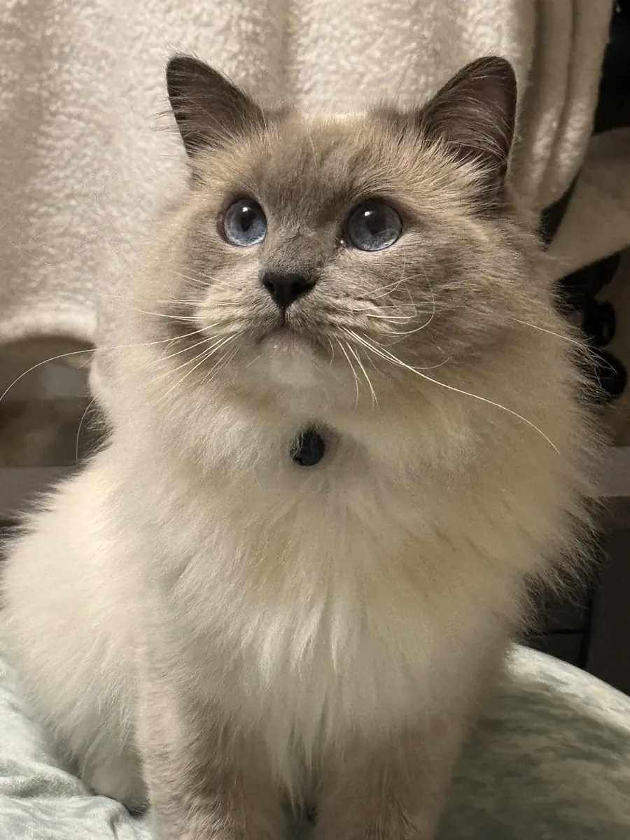 Домашний кот породы рэгдолл