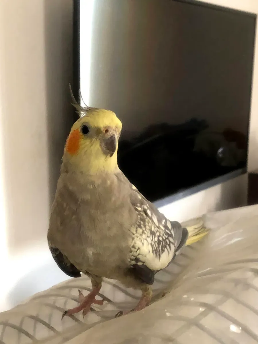 Домашний попугай корелла