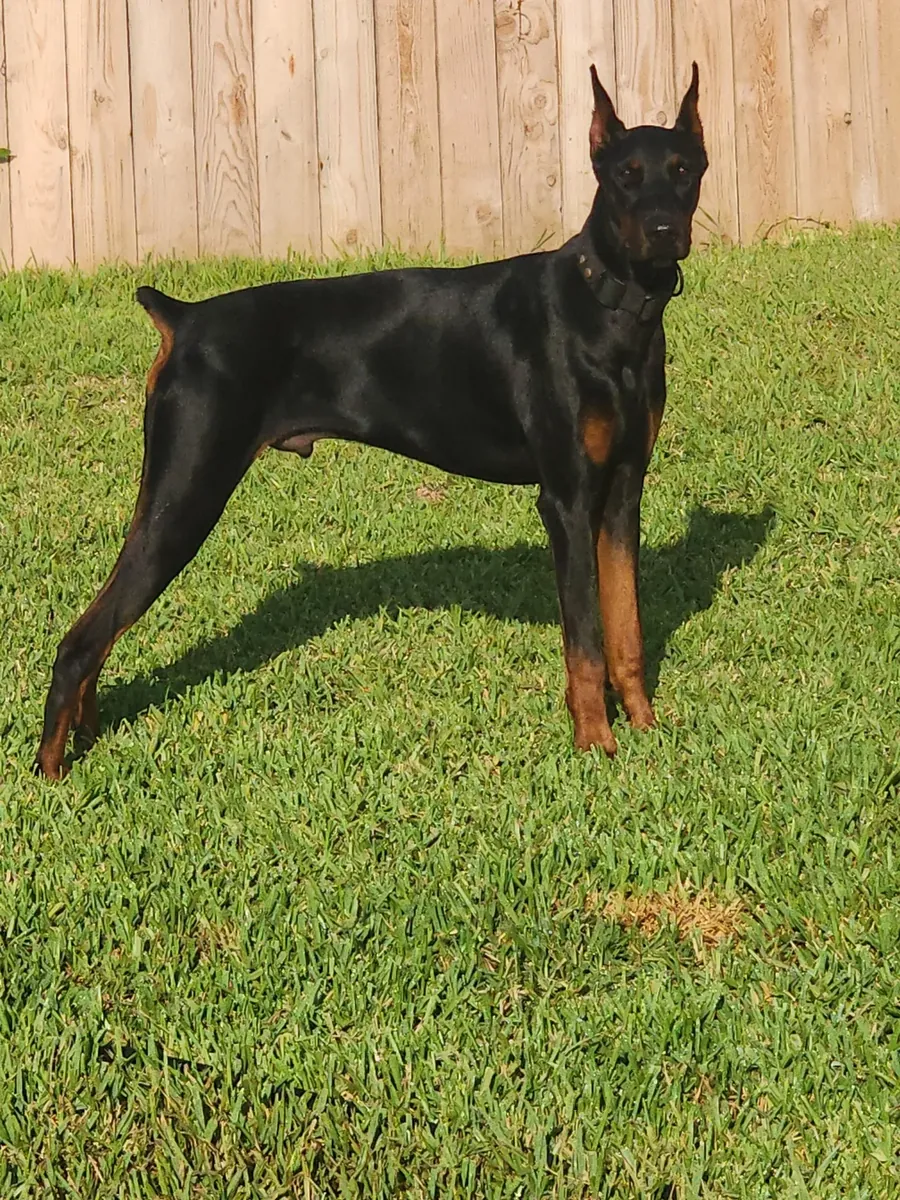 Доберман из домашней семьи