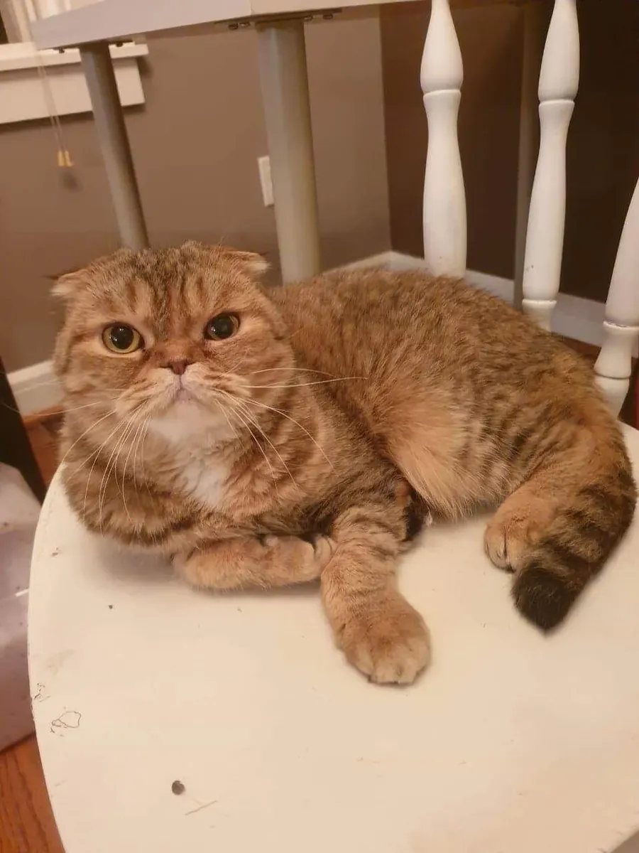 Спокойный шотландский вислоухий кот