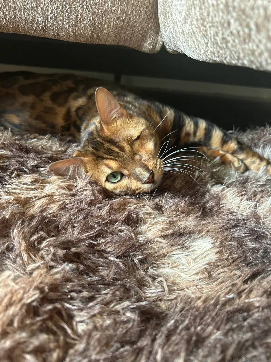 Бенгальский кот из домашней среды