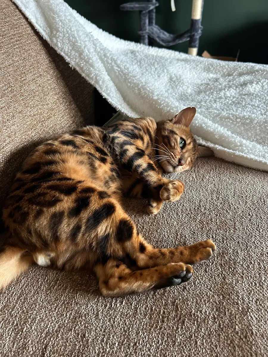 Бенгальский кот из домашней среды