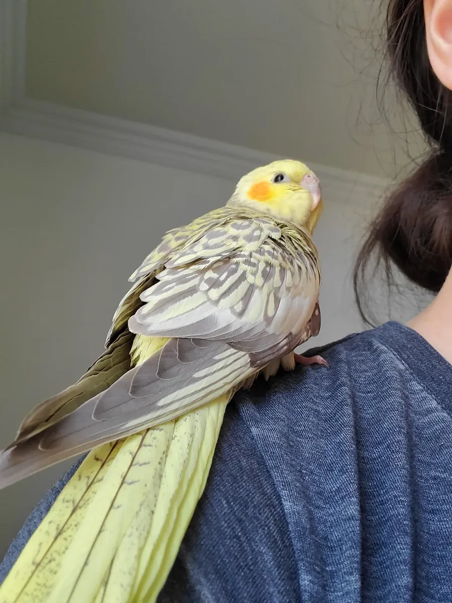 Корелла которая привыкла к людям