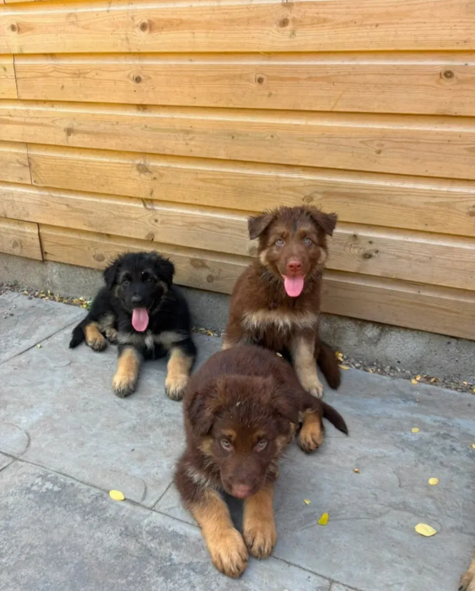 German Shepherd puppies – Kennel Club registered