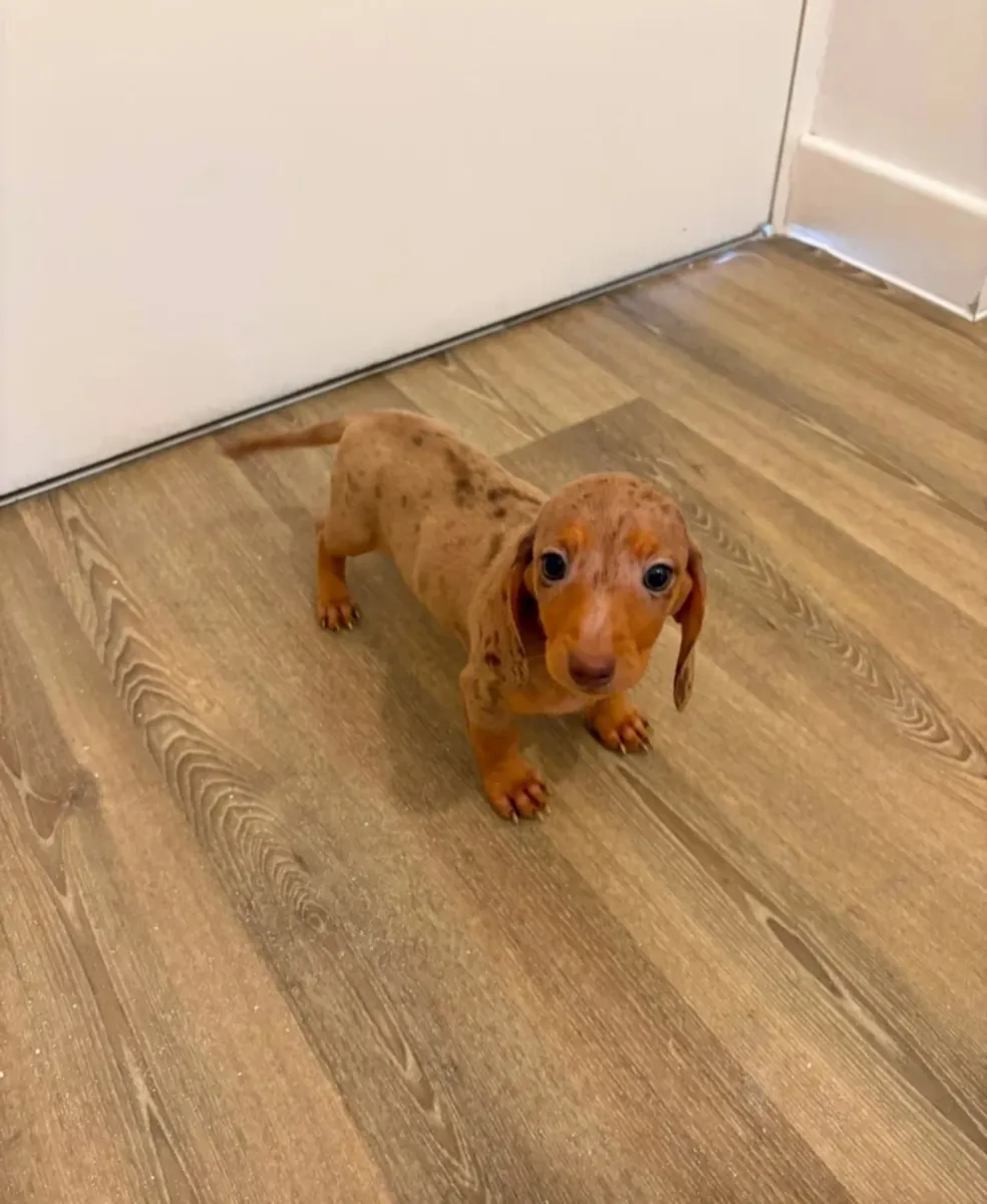 Dachshund