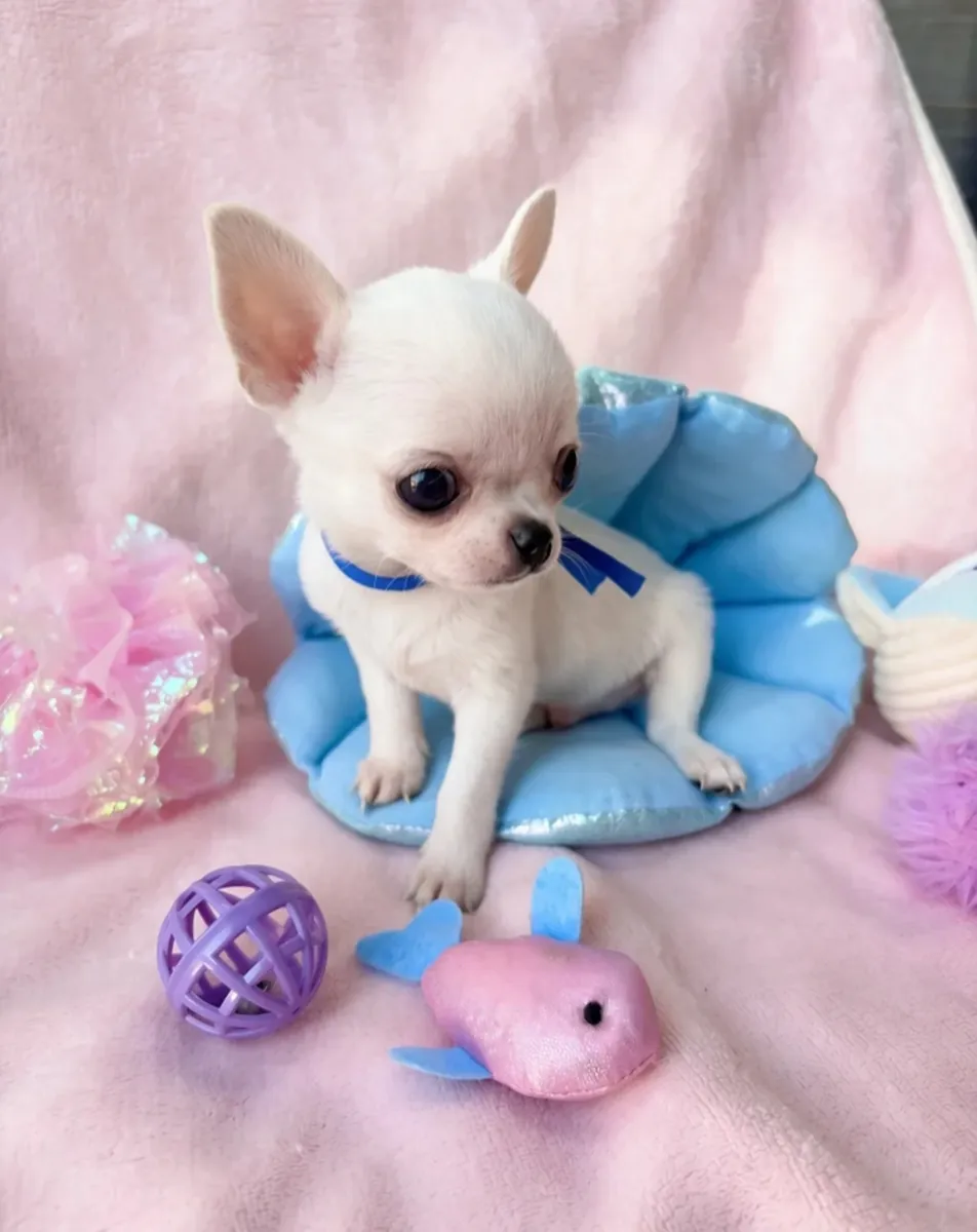 Beaux chihuahuas d'une lignée championne