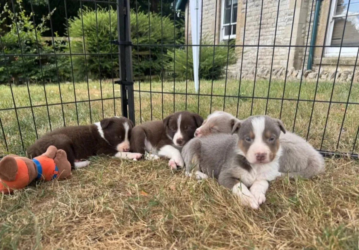 Beaux chiots Border Collie