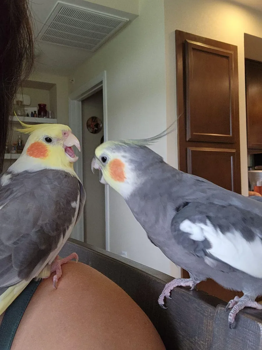 习惯与人相处的玄凤鹦鹉