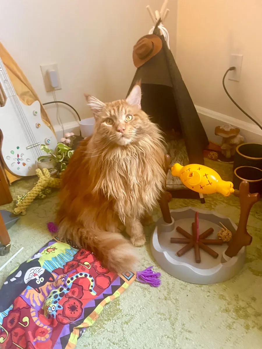 缅因猫寻找稳定的家庭