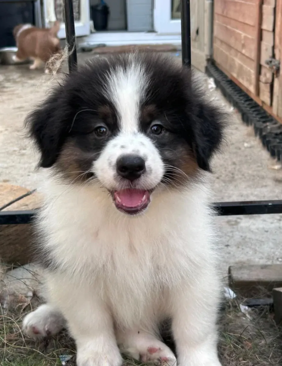 Australian Shepherd Puppies for Restoration