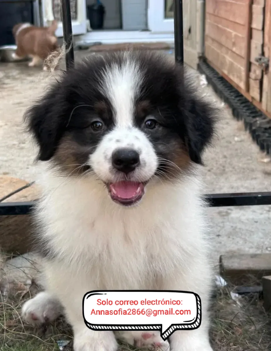 Cachorros de pastor australiano para recuperación