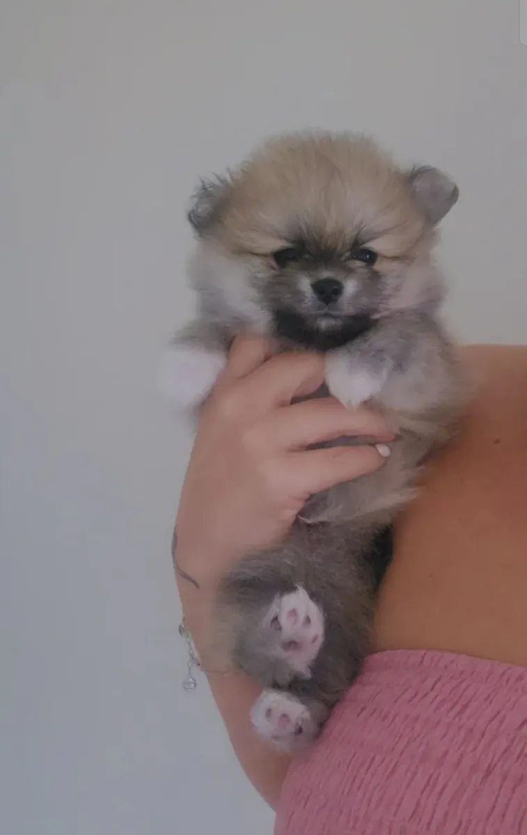 Pomeranian Puppies for Adoption
