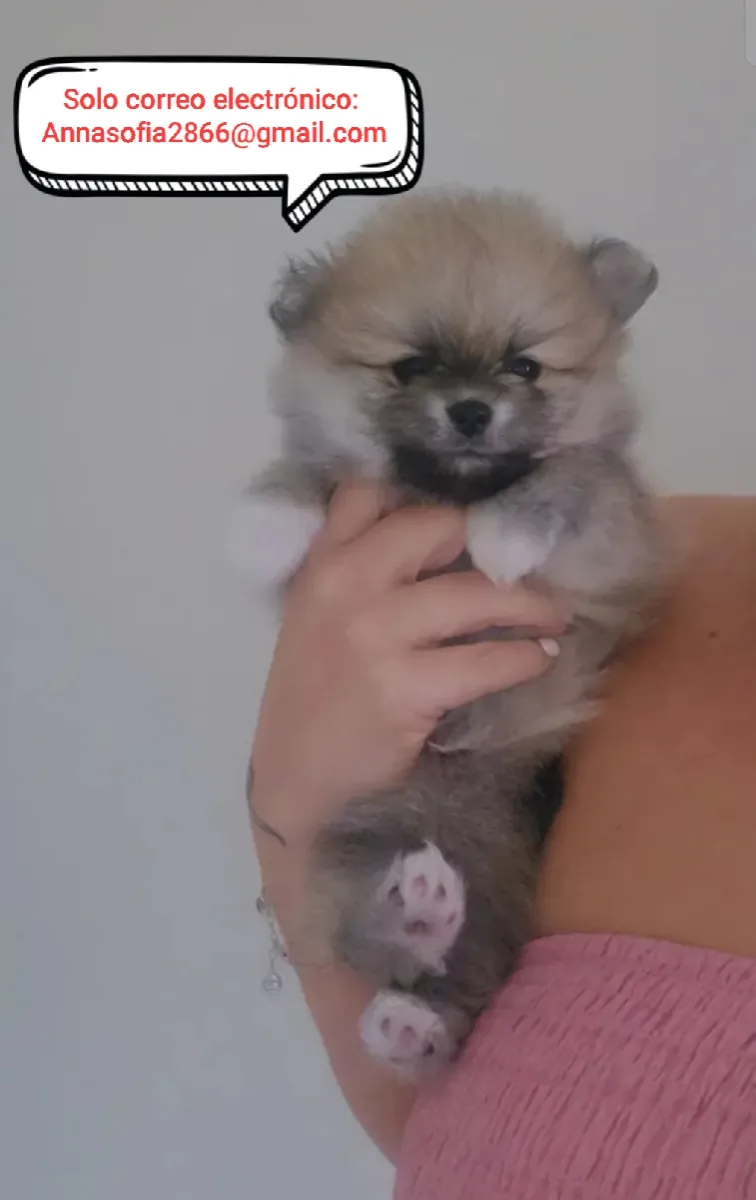 Pomeranian puppies for adoption