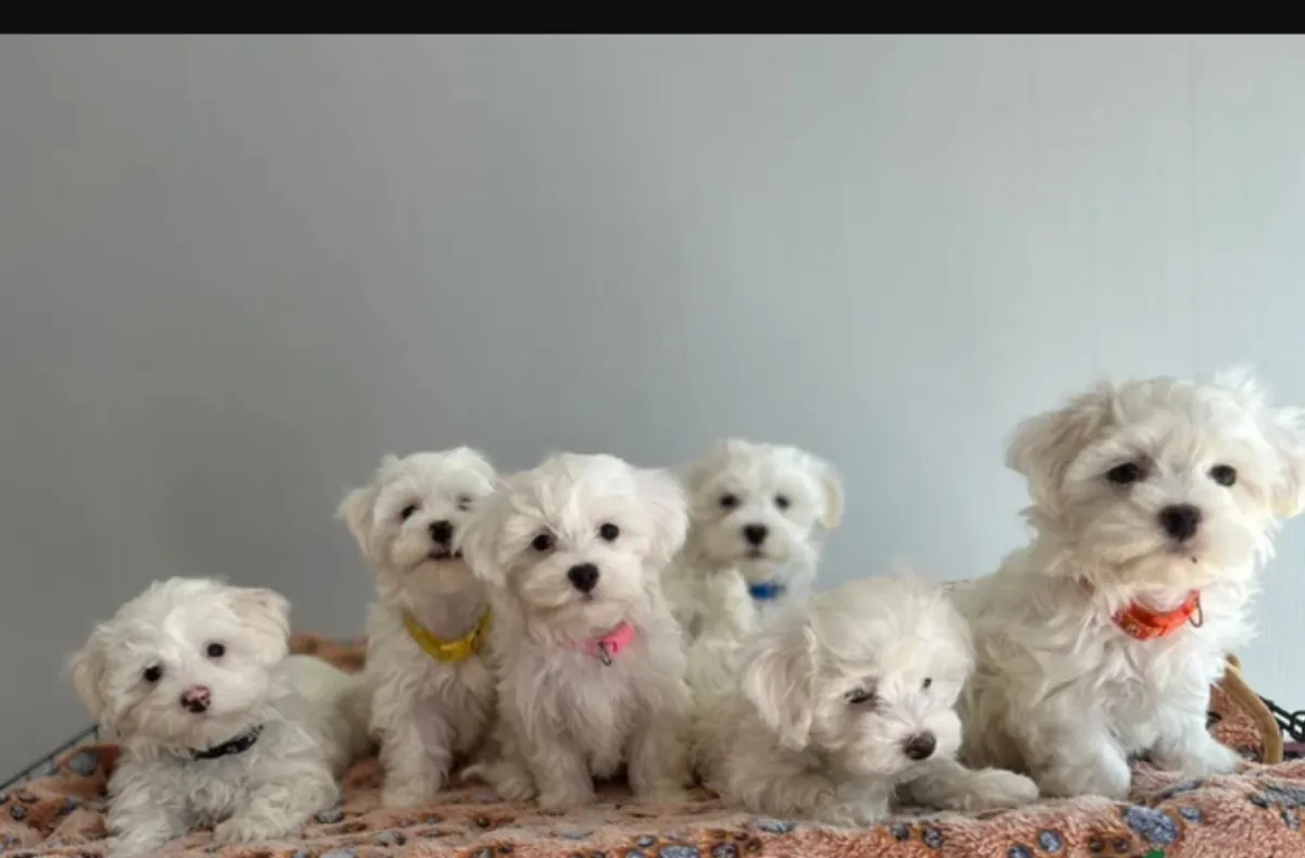 Beautiful Maltese Puppies