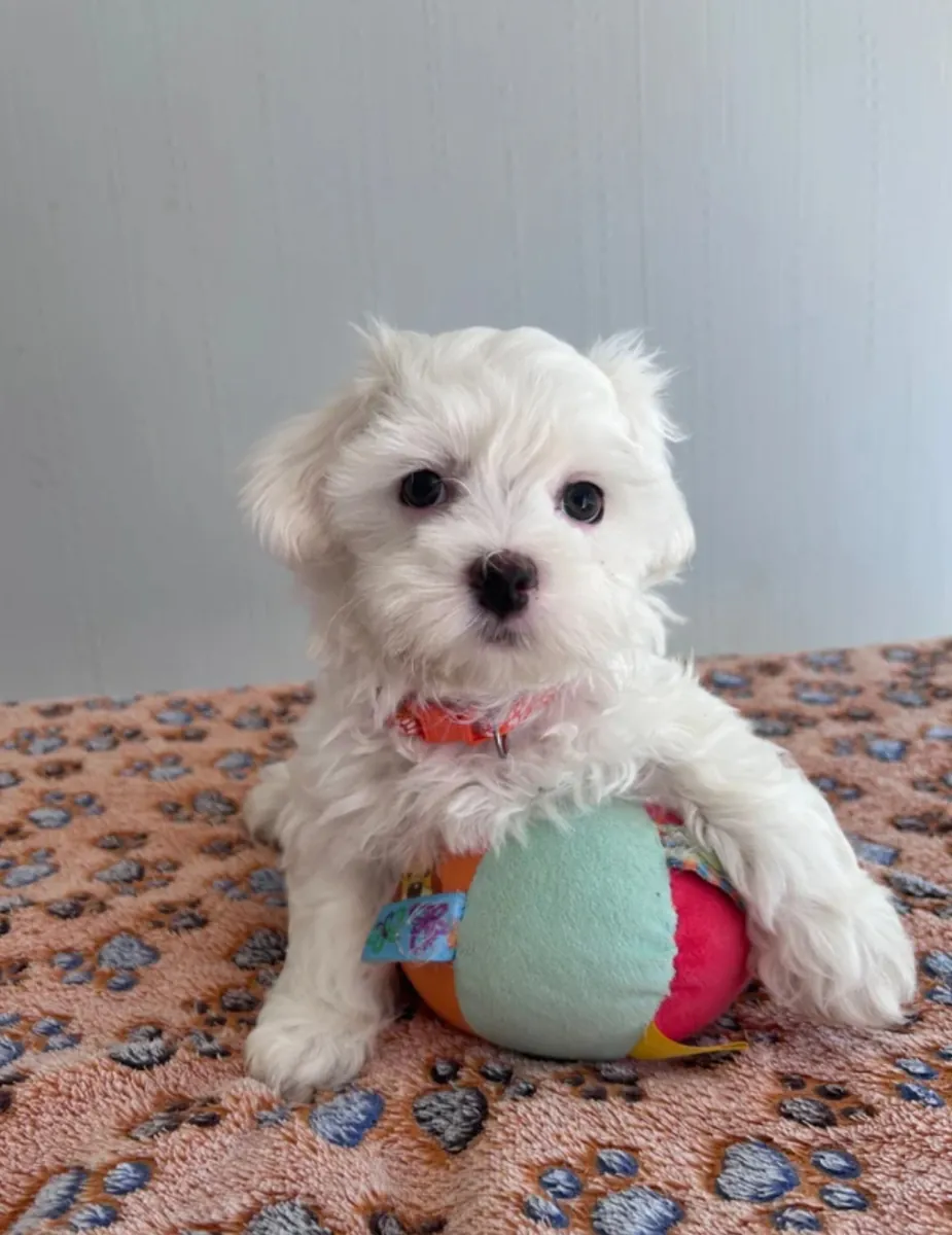 Beautiful Maltese Puppies
