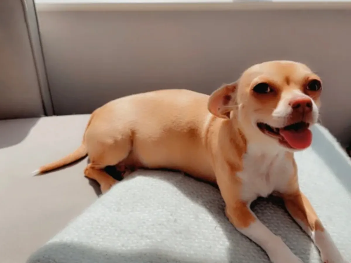 Beautiful Chihuahua Puppies for Adoption