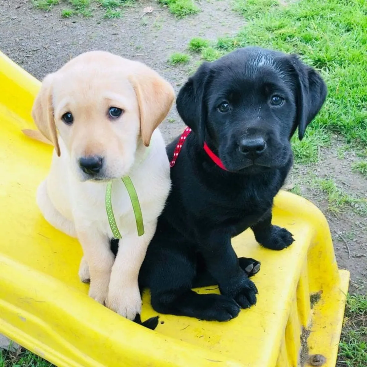 Labrador Encantador Listo para Conocer a su Familia Ideal 🐶🤎 | WhatsApp: +34 632 000 221