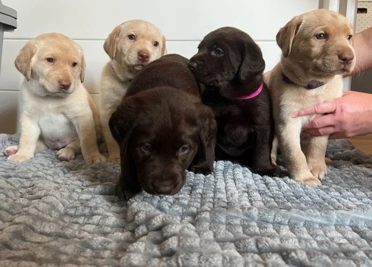 Precioso Cachorro Labrador en Busca de un Hogar Especial 🐶❤️ | WhatsApp: +34 632 000 221