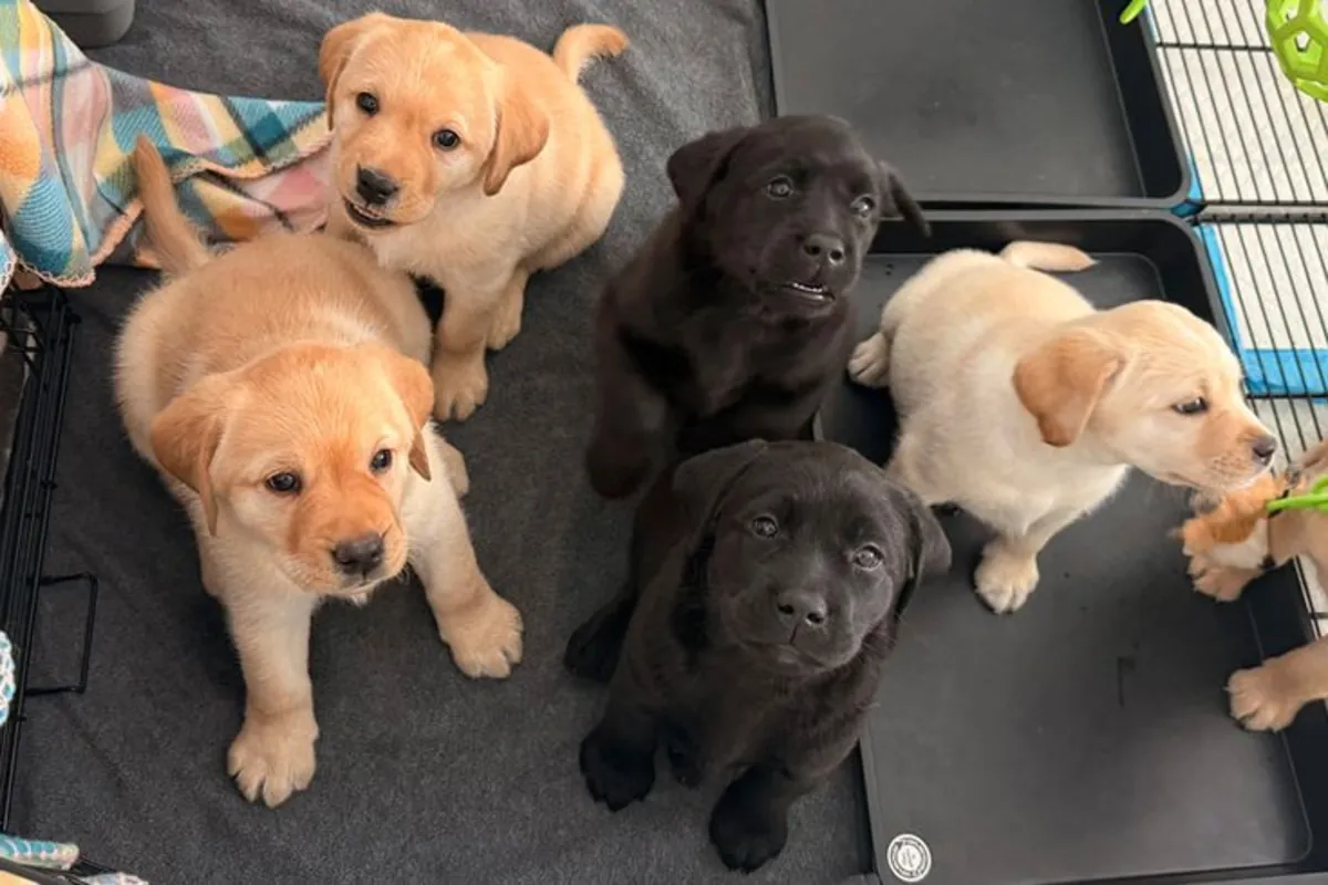 Encantador Cachorro Labrador Busca una Familia Amorosa 🐶🤎 | WhatsApp: +34 632 000 221
